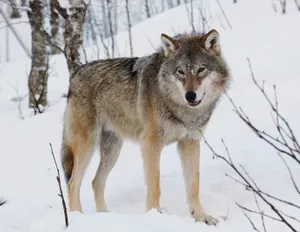 The Wolf wolfofarkham OnlyFans