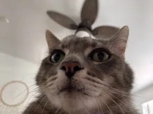 Diana Model u230814929 OnlyFans