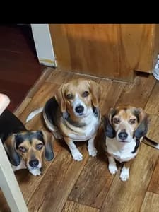 BeagleTrio beagletrio OnlyFans